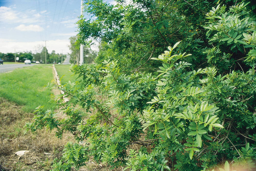 Declared species, the broad-leaved pepper tree Declared species, the broad-leaved pepper tree